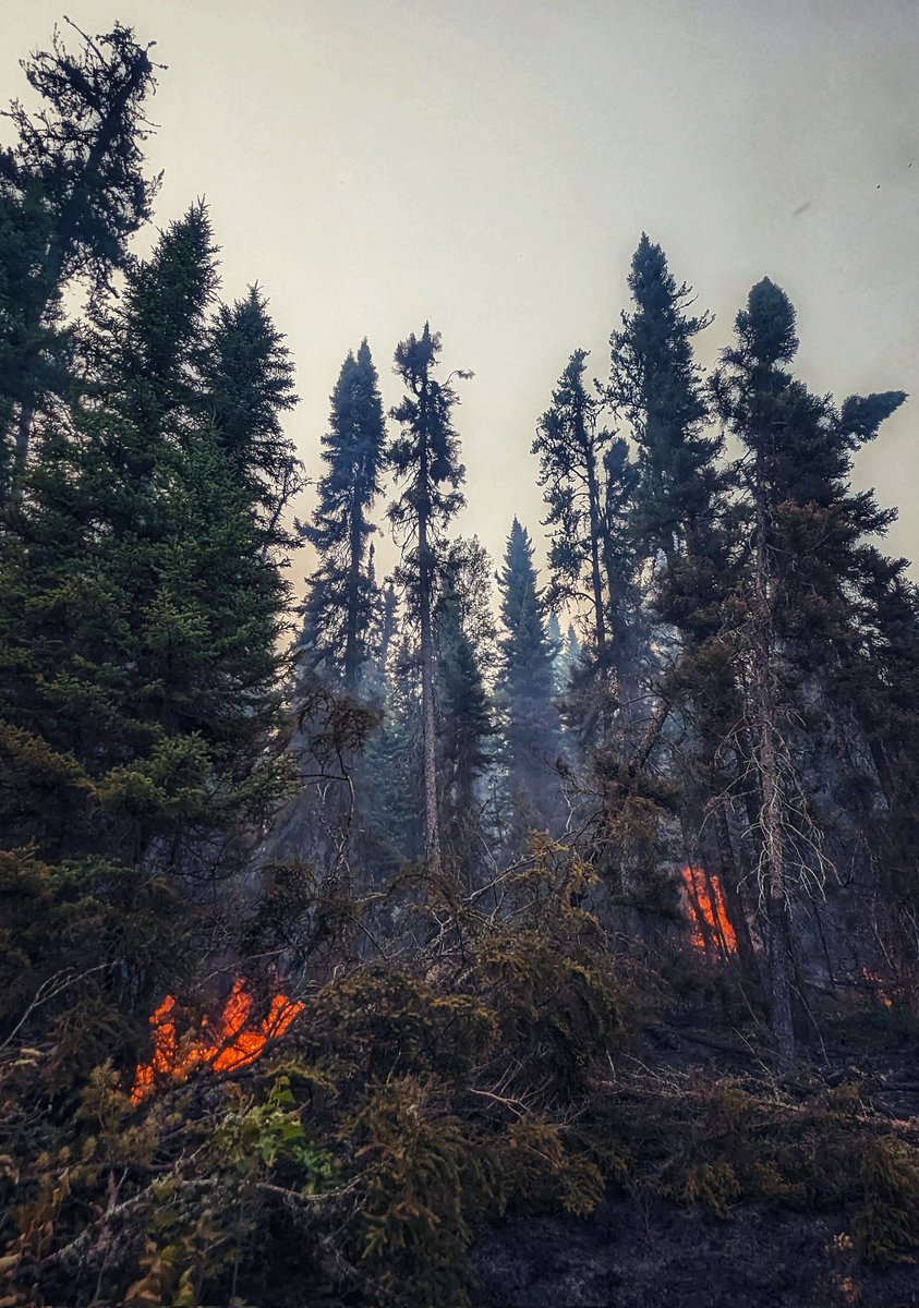 Kings-NCEO: Earth Obs & Wildfire Research Group tweet media