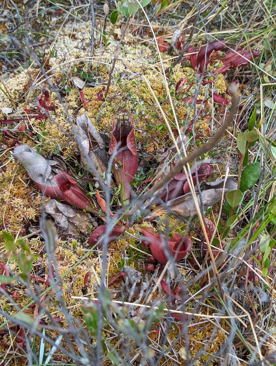 Kings-NCEO: Earth Obs & Wildfire Research Group tweet media