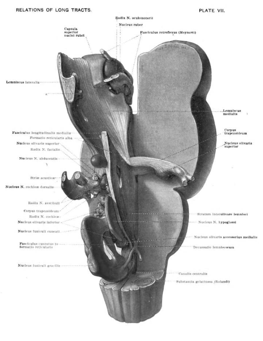 Students, residents, fellows: become an Ambassador of the @AANmember History Section. Join us on Synapse synapse.aan.com or message me for details. Extra credit: who was the women physician and professor @JohnsHopkins who published a neonatal brainstem atlas in 1901?