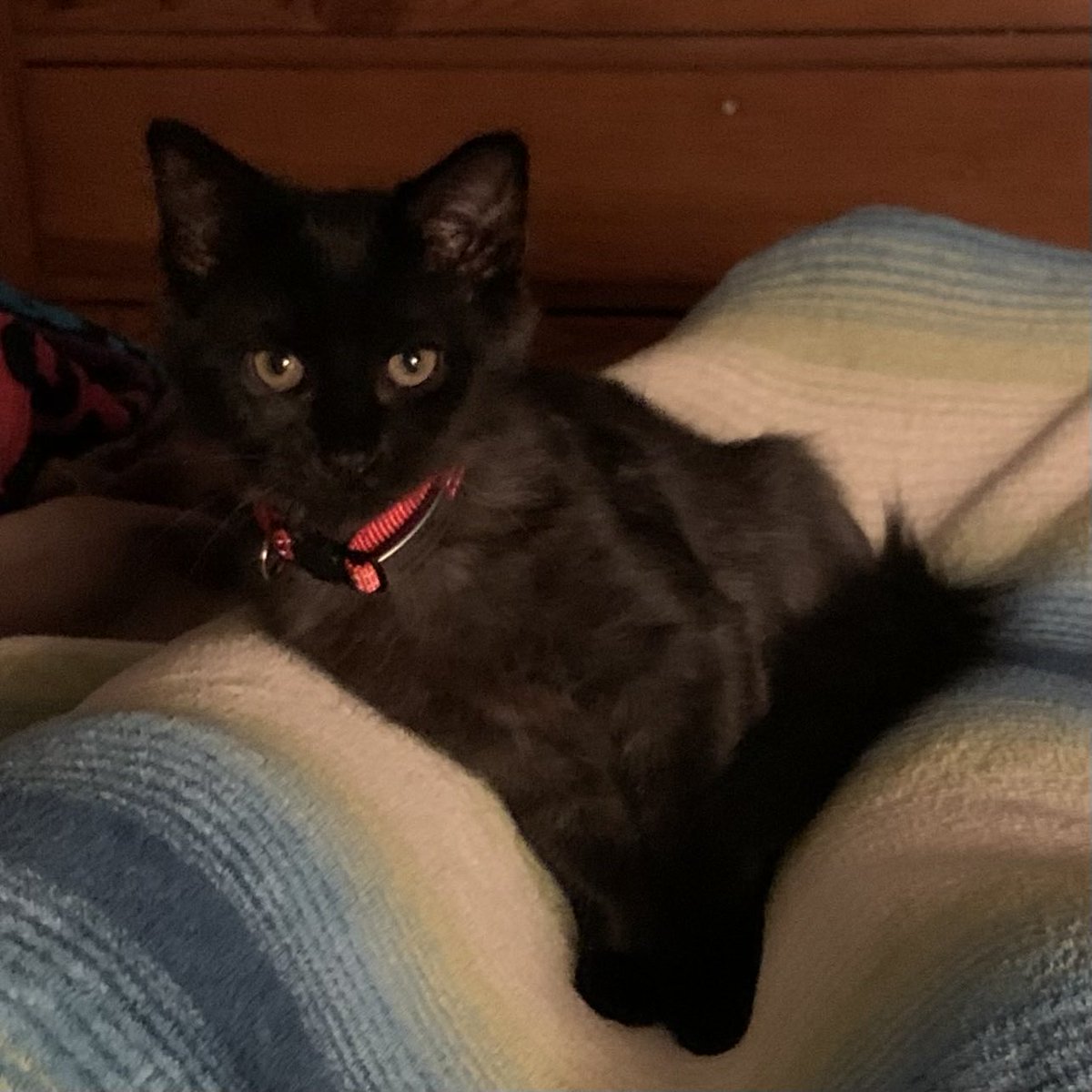 Nancy Johnson tweet media