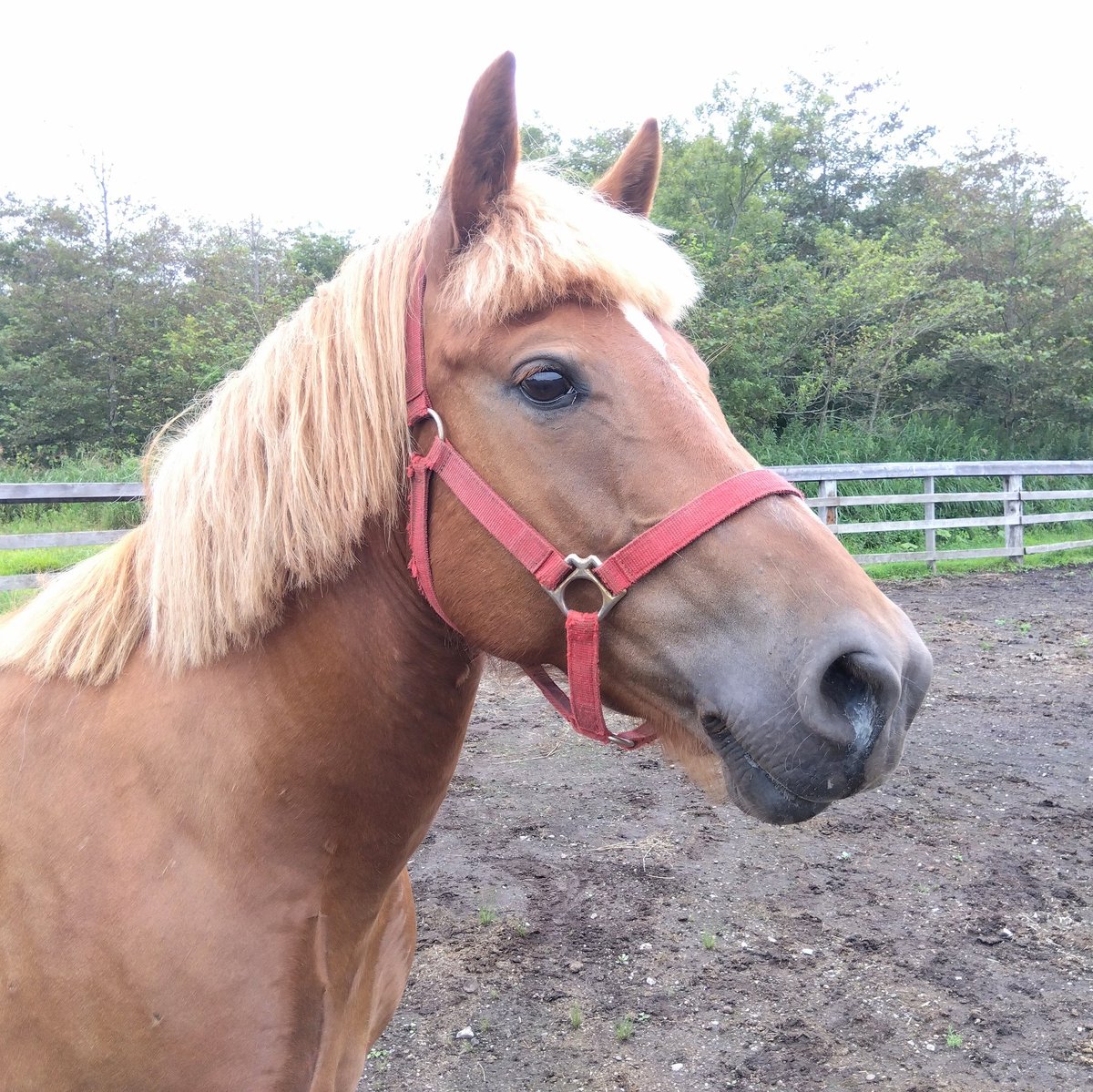 horseparkyushun's tweet photo. 今日はうっすら白い霧の中で雨は降っていませんが、風が強めです。
これ以上にはならないでくれ、と祈っています😣

#登別
#ヒメ
#予約状況はブログに掲載 https://t.co/ZRs7gU8x2E