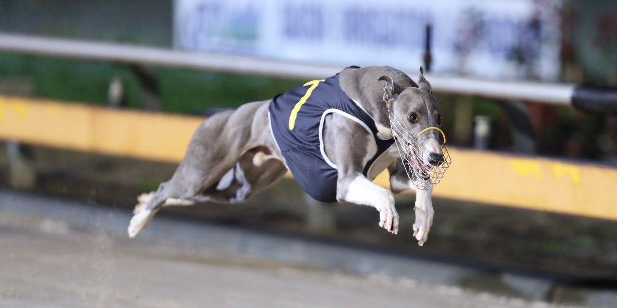 GRSANews's tweet photo. It was another fantastic week of racing across the two meetings at Murray Bridge punctuated by some quick times and impressive training performances.
Catch up on all the action with our Murray Bridge weekly recap 👇
📰 https://t.co/AvfhZFEb0u https://t.co/fB930BwPlu