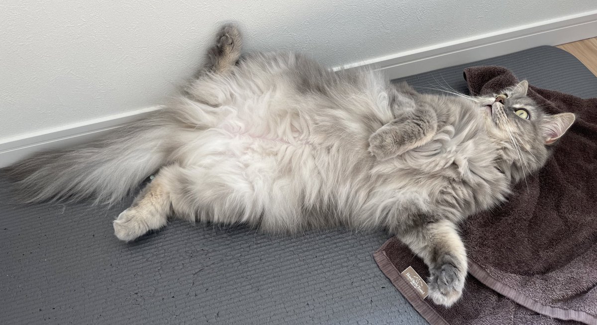 おは脚パカー
#猫 #にゃんこ #ねこ #サイベリアン #猫のいる幸せ #猫のいる生活 #猫好き #猫好きさんと繋がりたい #cat #siberian #catlover #catlife #ねこのきもち #ねこのいる生活 #siberiancat