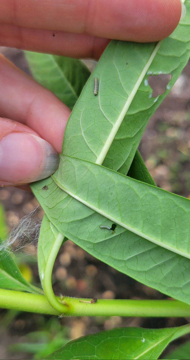 RayeWithRoots's tweet image. How quickly they grow... 
#MonarchButterfly #BugStuff #Nature