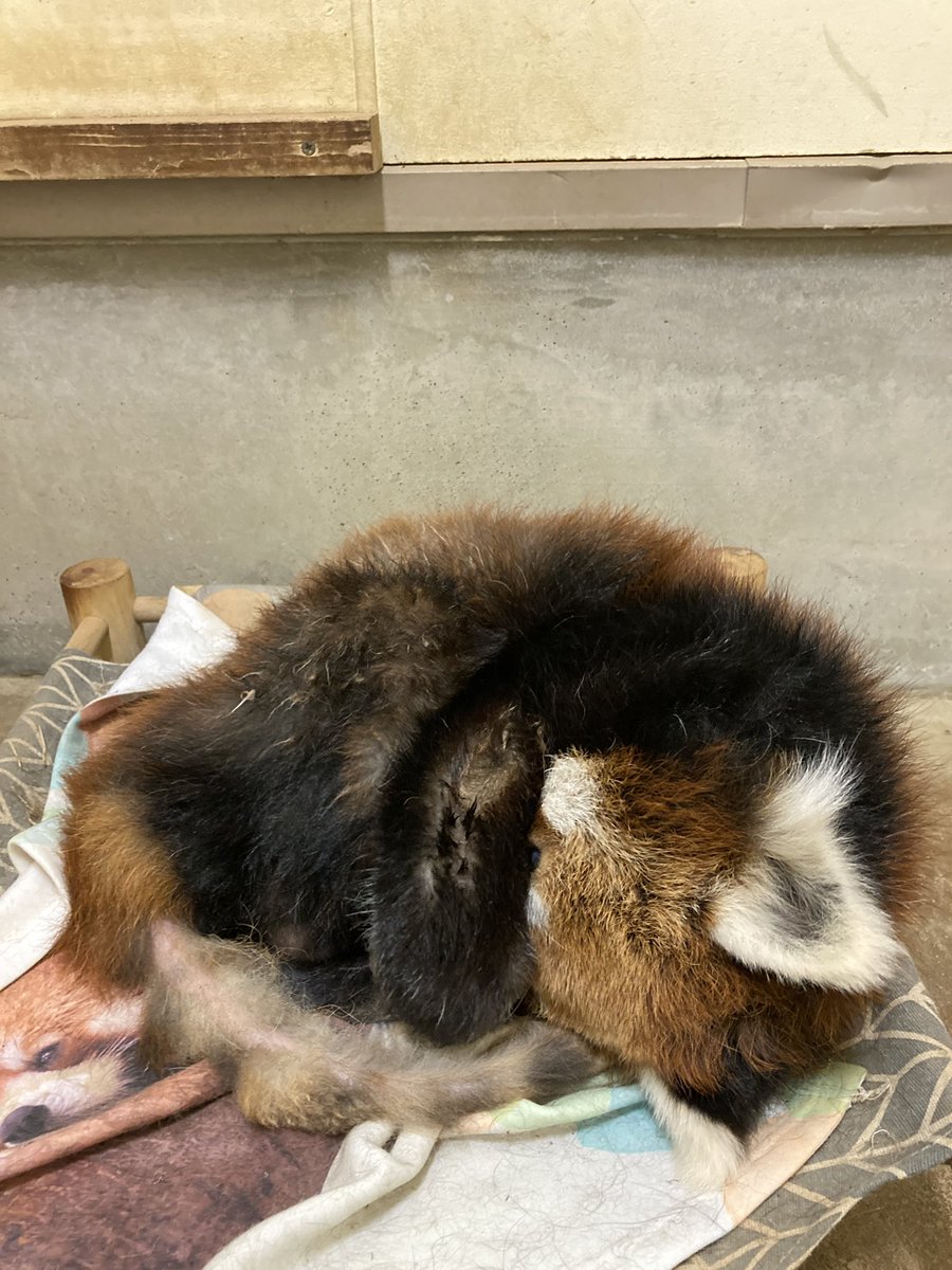 ChibaZoo's tweet photo. 時折吹く風が気持ちの良い園内、現在の風太の様子をお届けします。
(飼育)
 #千葉市動物公園 
#レッサーパンダ 
#ほぼ毎日風太 https://t.co/hpkfiu0FKA