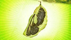 SanVeterans's tweet image. 🦋 things that make you go hmmmm…

        imaginal discs

#GotJunk