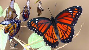 SanVeterans's tweet image. 🦋 things that make you go hmmmm…

        imaginal discs

#GotJunk