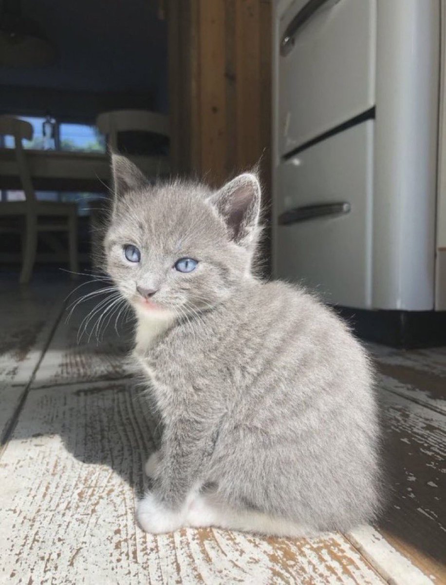 rxxpnsk's tweet photo. admirez la formidable couleur des yeux du chat https://t.co/rYrvT3v2lQ