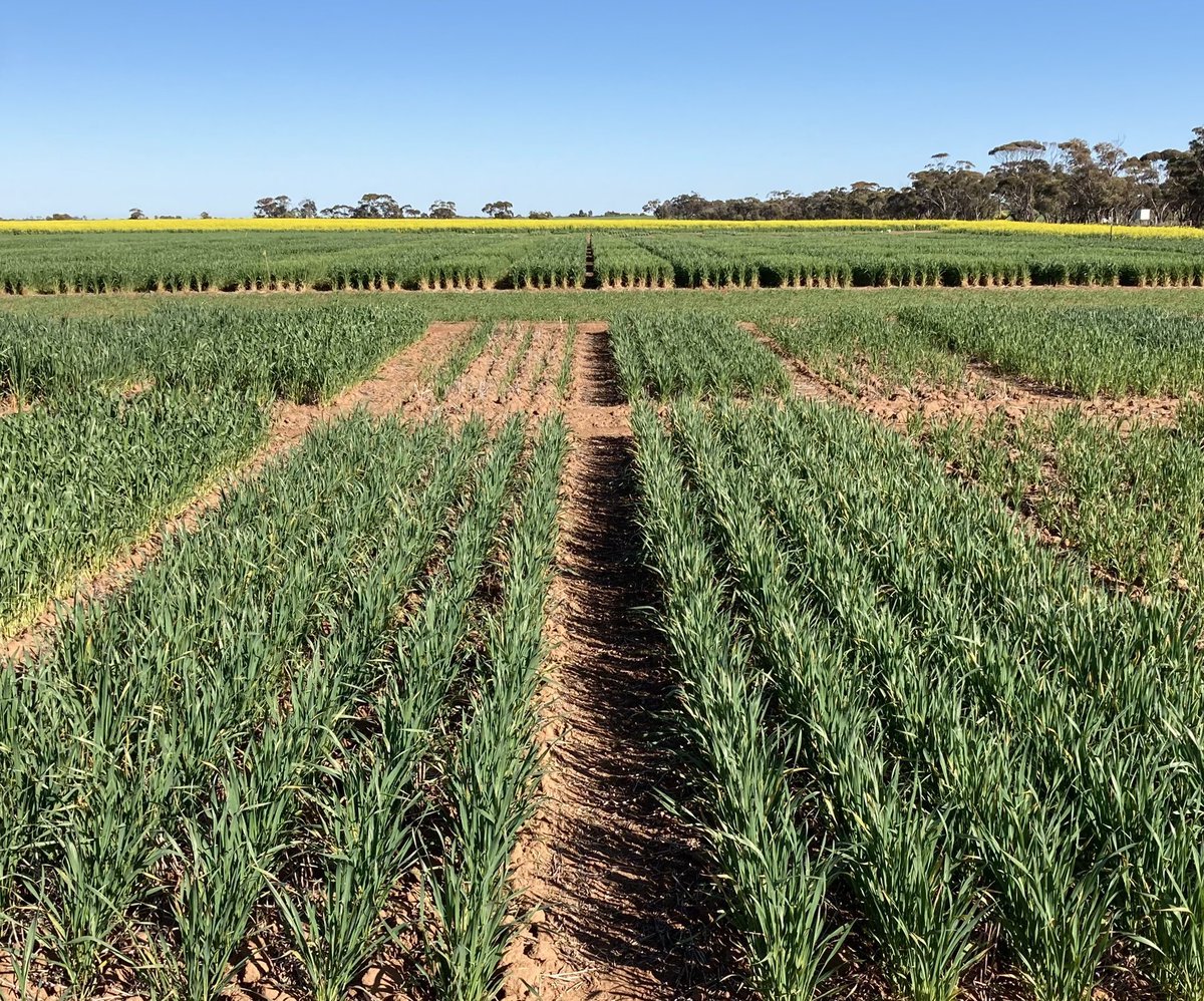 Great to be checking in on the #FutureDroughtFund #DeepSowing trials with @BCG_Birchip! LRPB Bale emerging well from 120 mm (front left) and 40 mm (front right), shorter coleoptile lines (back left) really struggling from depth in this trial. Thanks for the seed @BreedersPlant