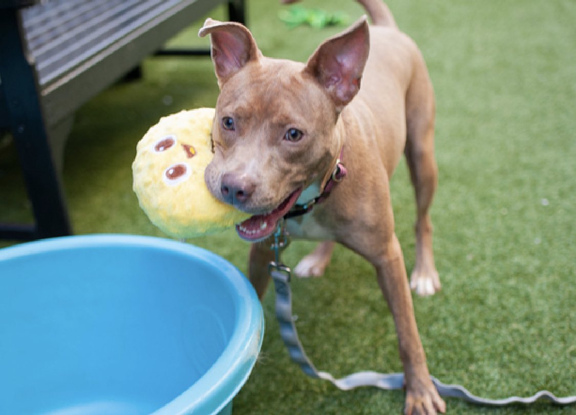 TomJumboGrumbo's tweet photo. Overlooked Ila 170317 is just 11 MONTHS OLD. A puppy found tied to a lamp post, she’s described as “a sweet and playful girl who is funny and silly”. Now TBK in NYCACC Thursday, we need to help her. Affectionate and excitable, a beautiful puppy who is adoptable from any location, she needs a home as a solo dog with children, age 13+. Let’s save Ila: please pledge RT!

https://t.co/9okjRPtdY1