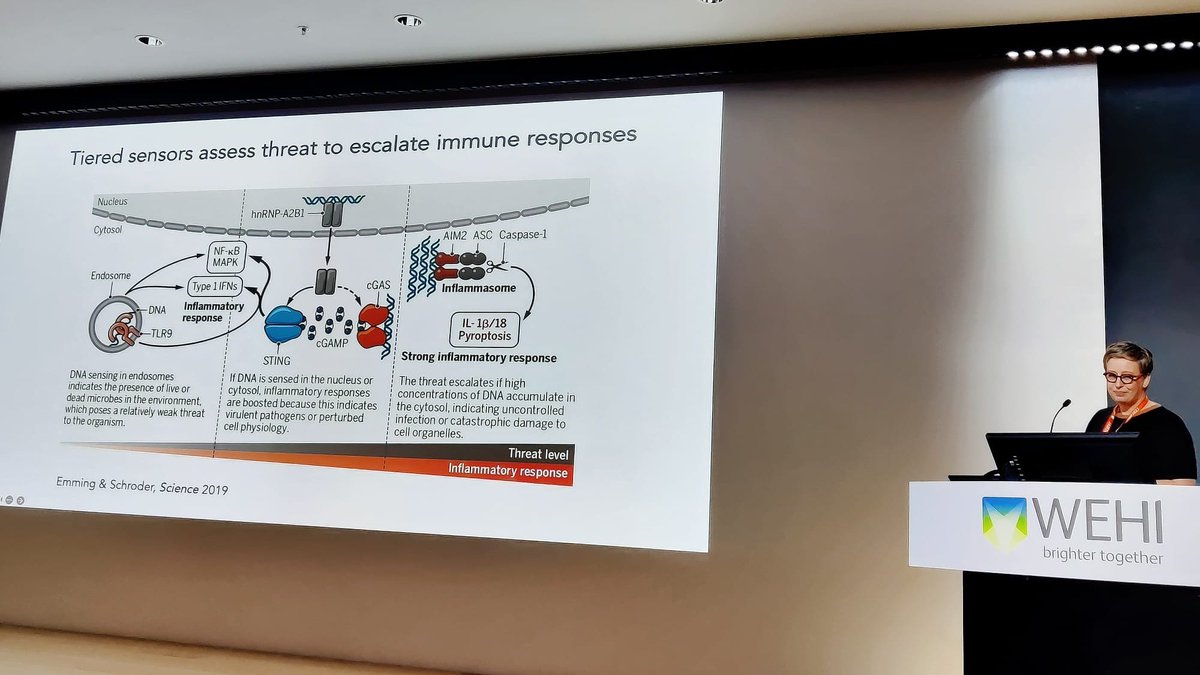 Australasian Cell Death Society (@auscelldeathsoc) on Twitter photo Our first keynote speaker was Prof Kate Schroder <a href="/inflammasomelab/">Inflammasome Lab</a>, kick starting today's talks with a fascinating story exploring membrane and actin dynamics during pyroptosis - & feat. incredible imaging by <a href="/CarolineLHolley/">Caro</a> 🤩 🤯 #JAM2023
<a href="/IMBatUQ/">Institute for Molecular Bioscience</a> Our first keynote speaker was Prof Kate Schroder <a href="/inflammasomelab/">Inflammasome Lab</a>, kick starting today's talks with a fascinating story exploring membrane and actin dynamics during pyroptosis - & feat. incredible imaging by <a href="/CarolineLHolley/">Caro</a> 🤩 🤯 #JAM2023
<a href="/IMBatUQ/">Institute for Molecular Bioscience</a>