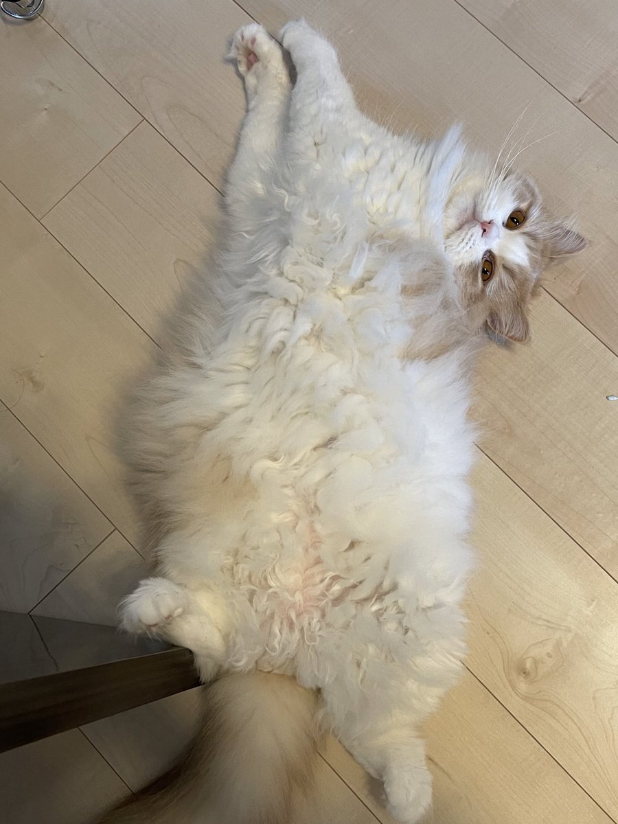 猫のこなつくん🐾 (@konatsu713_) / Posts / X