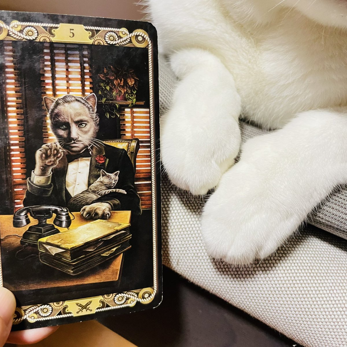 oraclerinko's tweet photo. 8/16駆け引きの日🧐なりふりかまっていられない、自分に有利になるよう計画する日。誰かと争うこともありそう😤緻密な作戦をたてて☝️場合によっては情や甘い気持ちは捨てて。悪事にひっぱられないよう注意して。 #5ofSWORDS #台風大丈夫だったかニャ #タロット #猫 https://t.co/gaM7std2hG