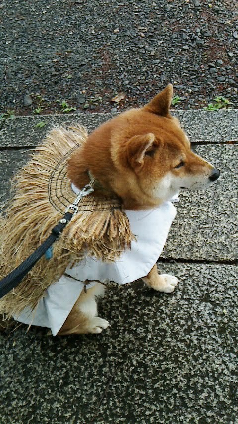 054xdeNIcUHfr4P's tweet photo. 外はまだ雨…
おいらもカッパ着なきゃ！
#柴犬  #shibainu  #癒し https://t.co/NMLSETM02O
