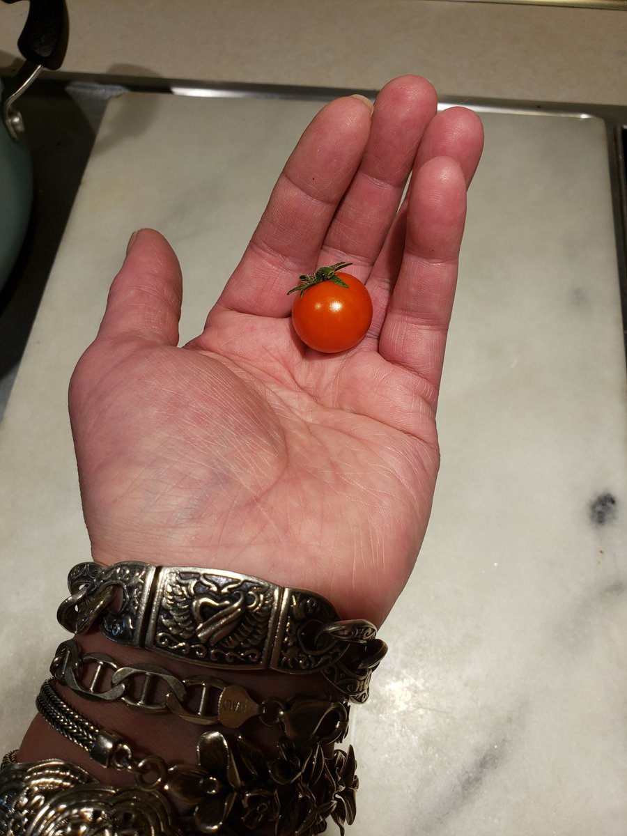 btctams09's tweet photo. Awwww! isn't it cute!! 1st one for season ! Many more coming this week !
All my hard work is paying off. lol π§π§π
π
π
π
π
π
ππ
#Tomatoes
#TinyTomato
#blessed
~ t https://t.co/Cf36vkTRiZ