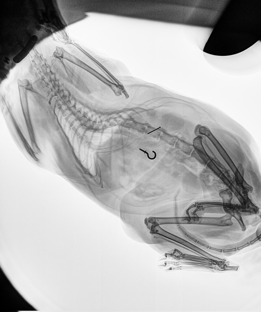 lewzitty's tweet photo. our x-ray imaging products https://t.co/7Mx4YjDf3I
