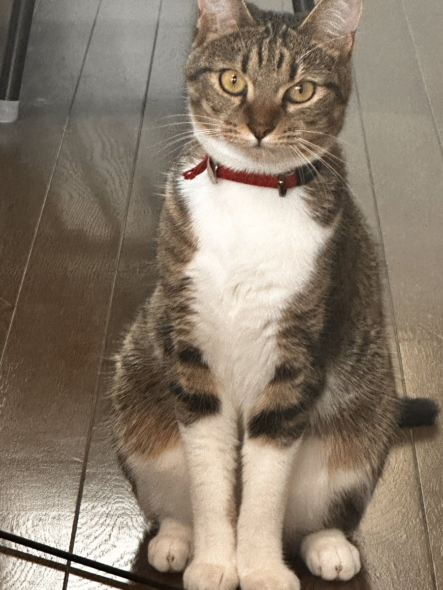 sinseisaint's tweet image. 適当に撮ったやつ
＃今日のきなこ