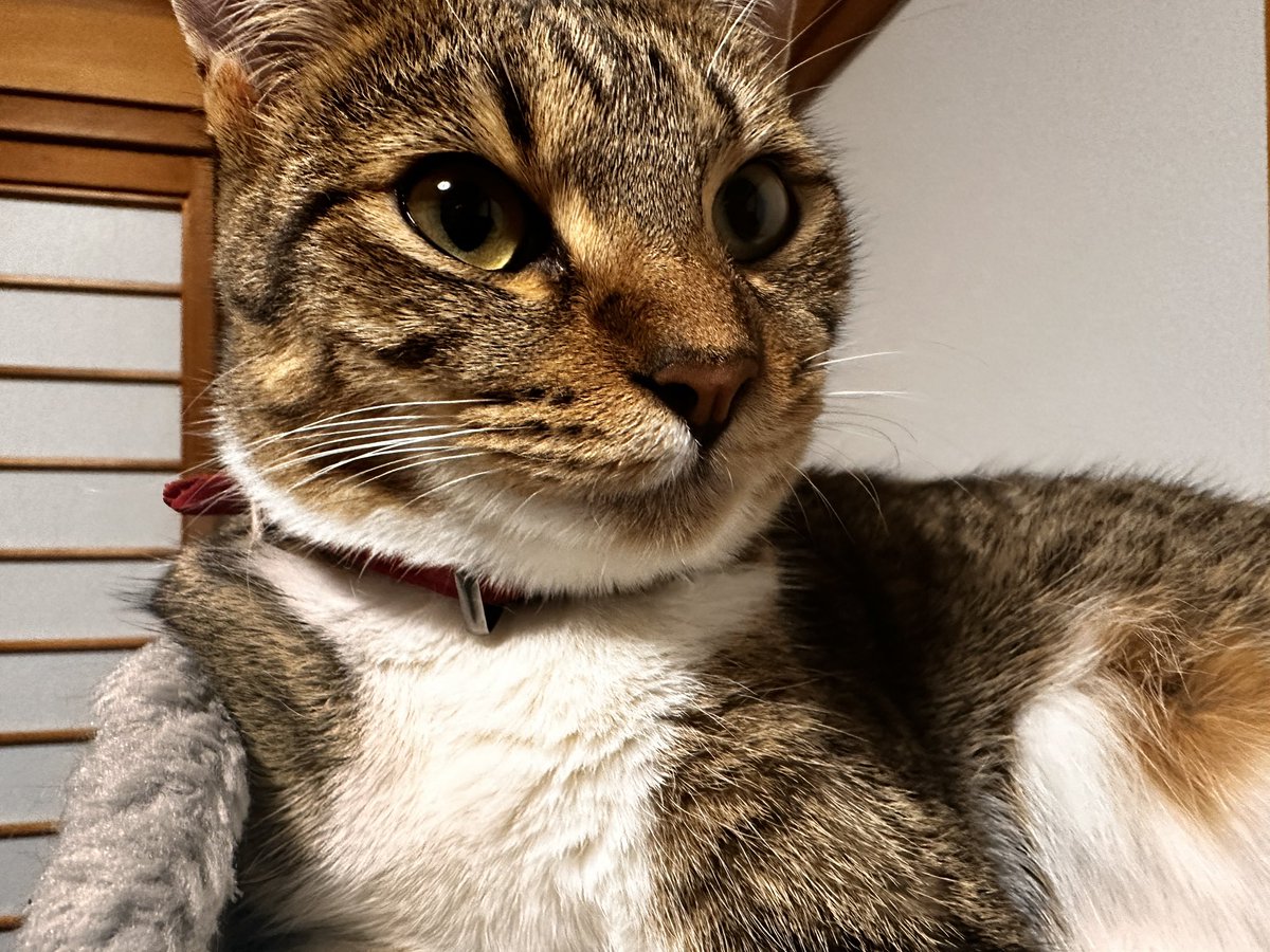 sinseisaint's tweet image. 適当に撮ったやつ
＃今日のきなこ