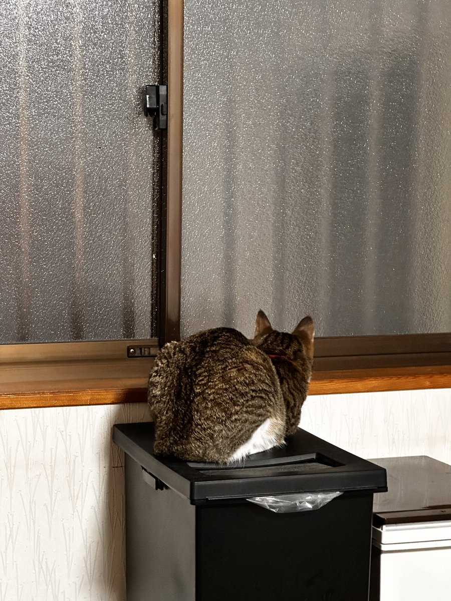 sinseisaint's tweet image. 適当に撮ったやつ
＃今日のきなこ