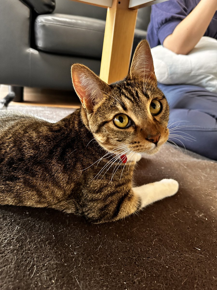 sinseisaint's tweet image. 連投ッ
＃今日のきなこ