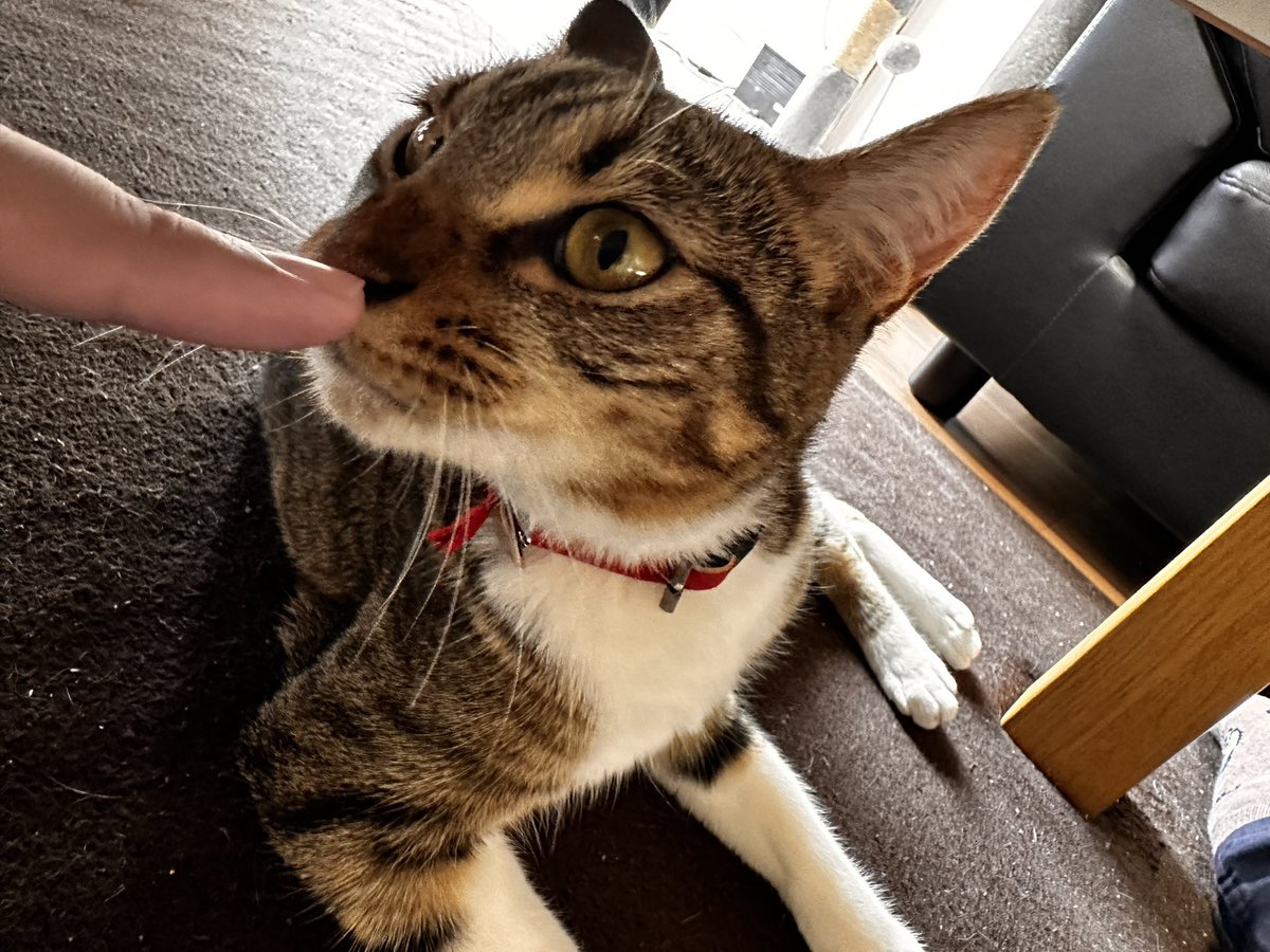 sinseisaint's tweet image. 連投ッ
＃今日のきなこ