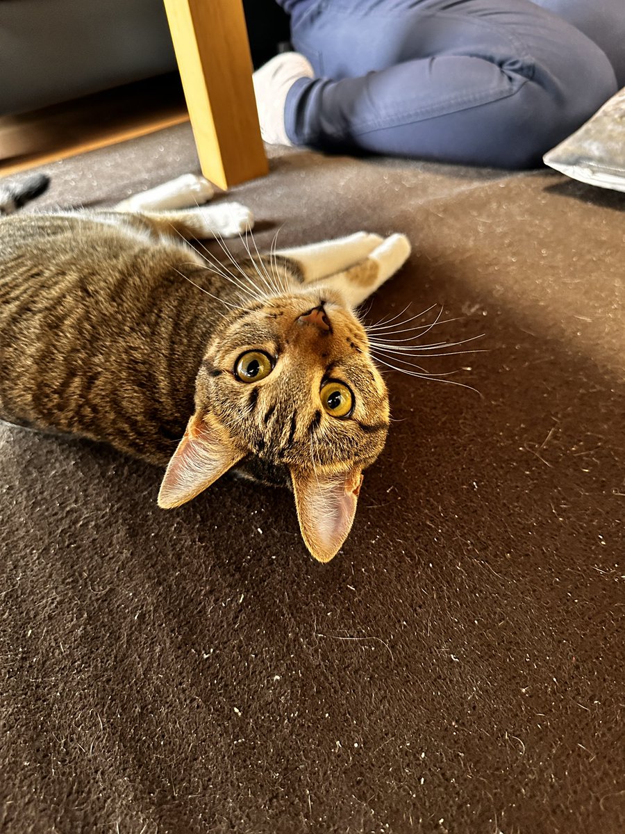 sinseisaint's tweet image. 連投ッ
＃今日のきなこ