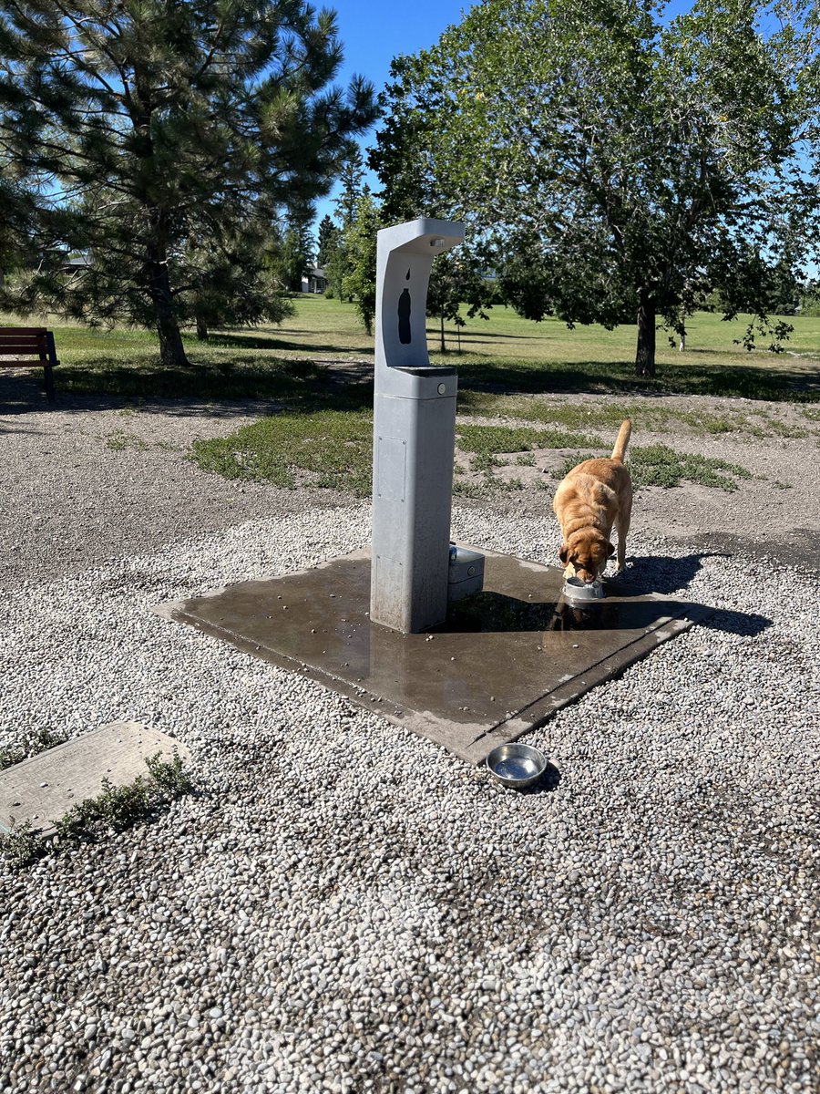 New gravel for the fountain! To reduce user disruption, we tried to do the work at night but we underestimated the amount needed &amp; had to get more. Finished the next day. 

Sorry to all you puppers who enjoy a mud bath. Contrary to what you think, mud does not beautify your fur!