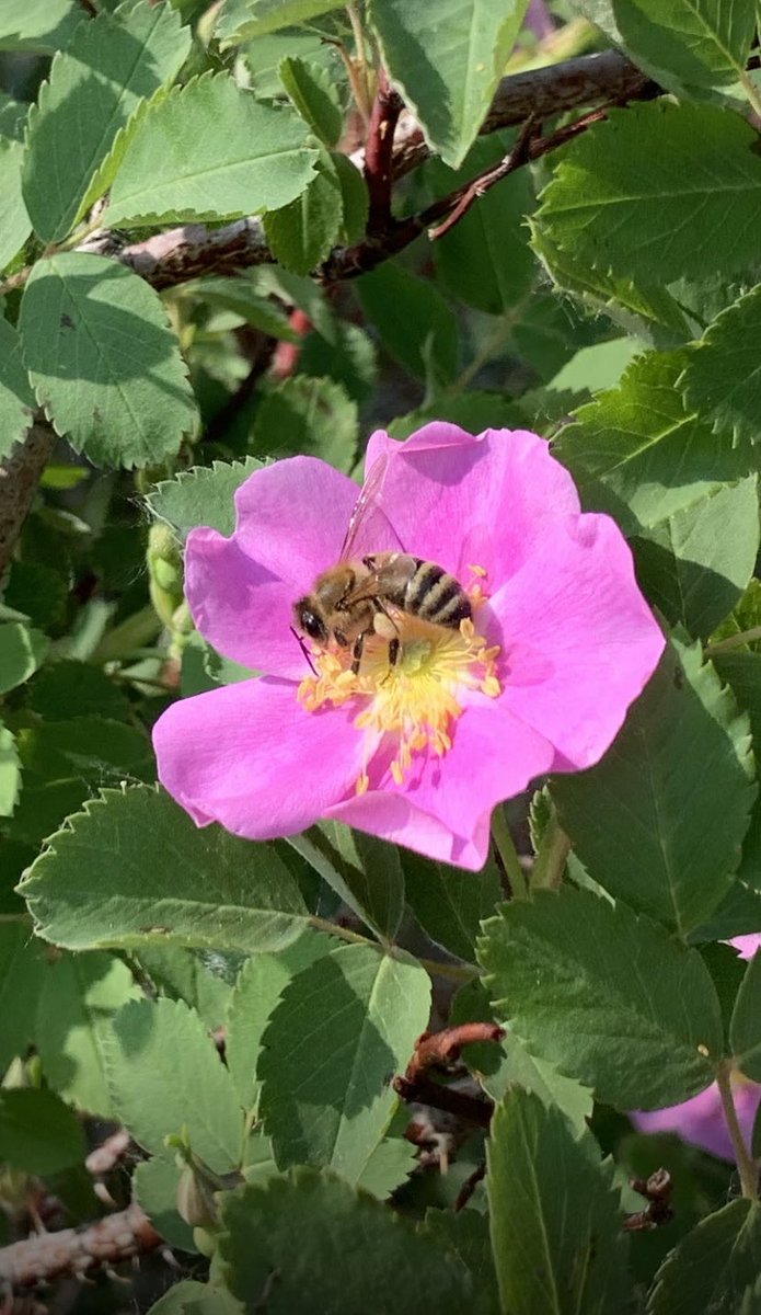 savenosecreek's tweet photo. Happy #NationalHoneyBeeDay from all of us in the Nose Creek Valley! #SaveNoseCreek #SNCbees #SNCwildlife #yyc #RockyViewCounty #Airdrie #abpoli #cdnpoli https://t.co/7Z4apHDU1t
