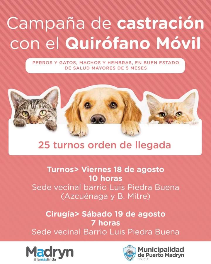 apammadryn's tweet photo. #MADRYN | CAMPAÑA DE CASTRACIÓN GRATUITA PARA PERROS Y GATOS 
📅 Turnos - Viernes 18 de agosto  ⏰ 10 hs.
📅 Cirugia 👉 Sábado 19 de agosto ⏰ 7 hs. 
📍 Sede Vecinal Barrio Luis Piedra Buena (Azcuénaga y B. Mitre). https://t.co/EQhh2aZPNm