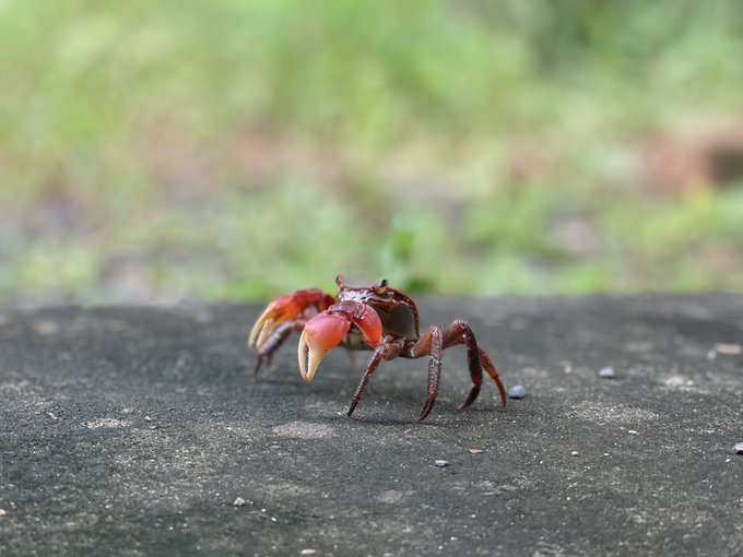 manaと蟹とアヒルとmana https://t.co/EwaPH0y6HZ