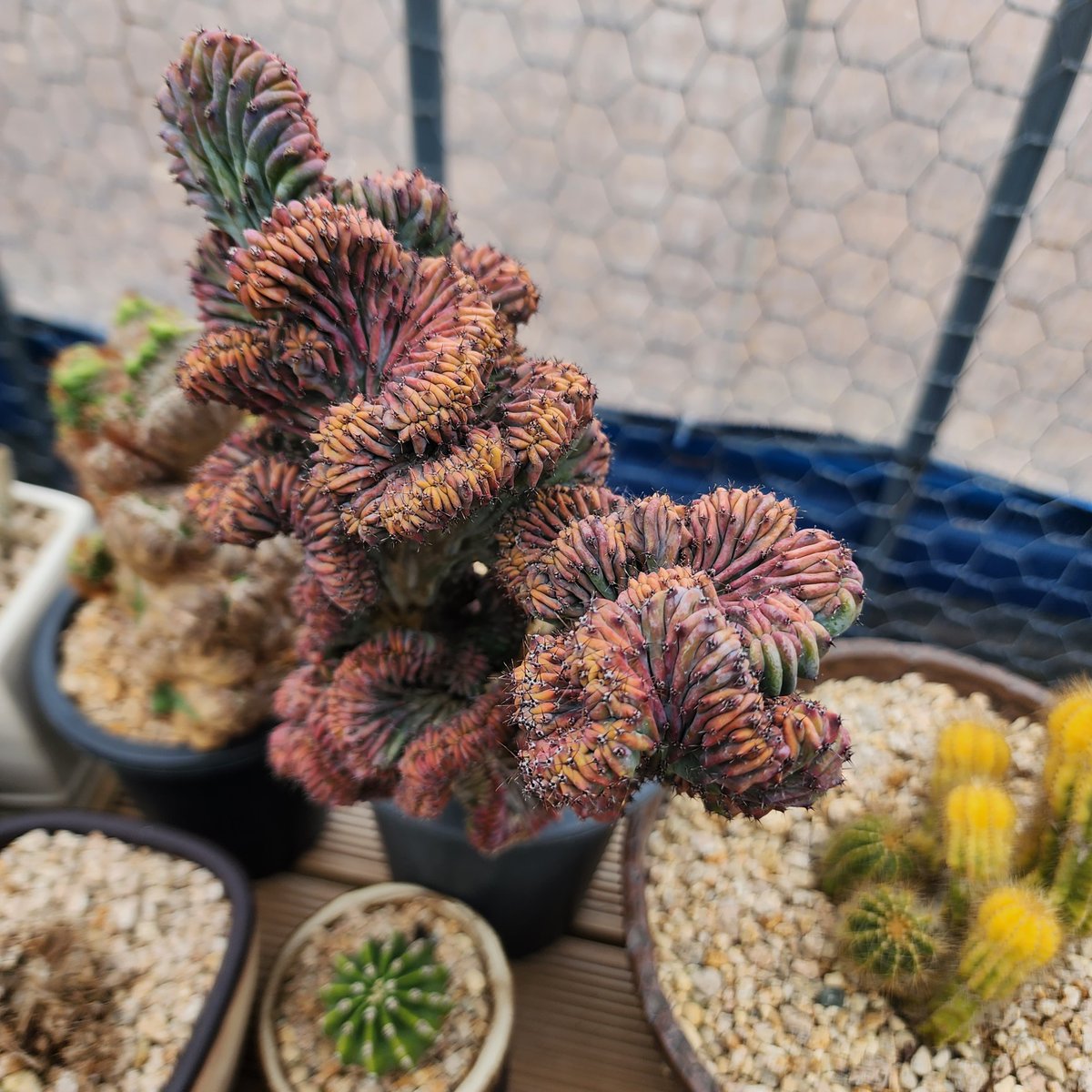 mykorea01's tweet image. 사진 한 컷으로 보는 다육식물
예쁘고 희귀한(신기한) 다육식물입니다.

#대불다육 #다육식물 #다육 #다육이
주소: #전라남도 #영암군 #삼호면 정개길 56-1
문의전화: 010-8532-1531