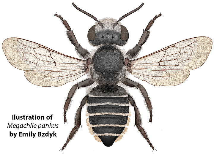 UCDavisEntomolo's tweet image. UC Davis alumna Emily Bzdyk is an eagle-eyed entomologist accustomed to searching for elusive bees.  She discovered a new bee species, Megachile pankus, and now has discovered a 15-million-year-old dolphin fossil. #BugSquad tinyurl.com/5e4jks8w