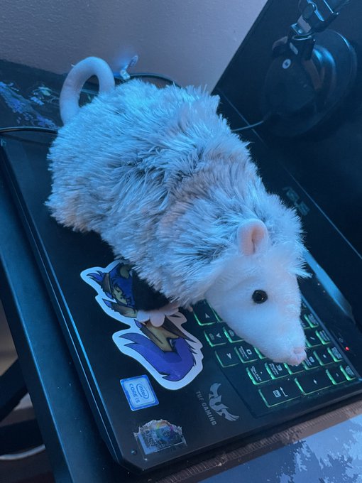 p-p-p-possum!! https://t.co/uqxyX7is9d