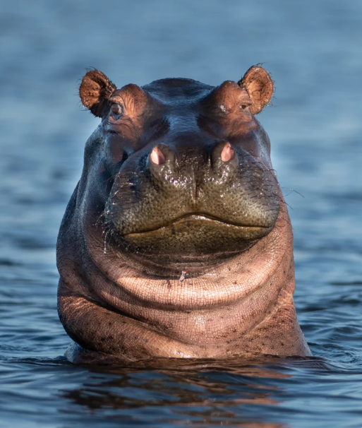 AdventureAqua's tweet photo. Your visits and donations to AAQ ACTS make a real difference! We collaborate with @WilderInstitute to protect one of Ghana's last remaining hippo populations. 🦛

📸: @wilderinstitute https://t.co/mnNwLMInwT