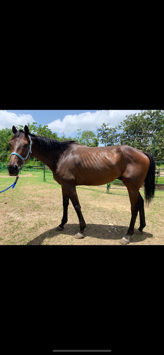Racing for Home, Inc (@racingforhome) on Twitter photo Guess who’s coming to dinner (and lunch & breakfast) in October? This horse spent 5yrs in PR w/ a total of 96 starts AND lived to tell❤️welcome CHANGING LEADS <a href="/racingforhome/">Racing for Home, Inc</a> soon to be newest member🧡we’ll be fundraising to help get him to CT Thank you🐎 #BigBrown pls retweet Guess who’s coming to dinner (and lunch & breakfast) in October? This horse spent 5yrs in PR w/ a total of 96 starts AND lived to tell❤️welcome CHANGING LEADS <a href="/racingforhome/">Racing for Home, Inc</a> soon to be newest member🧡we’ll be fundraising to help get him to CT Thank you🐎 #BigBrown pls retweet