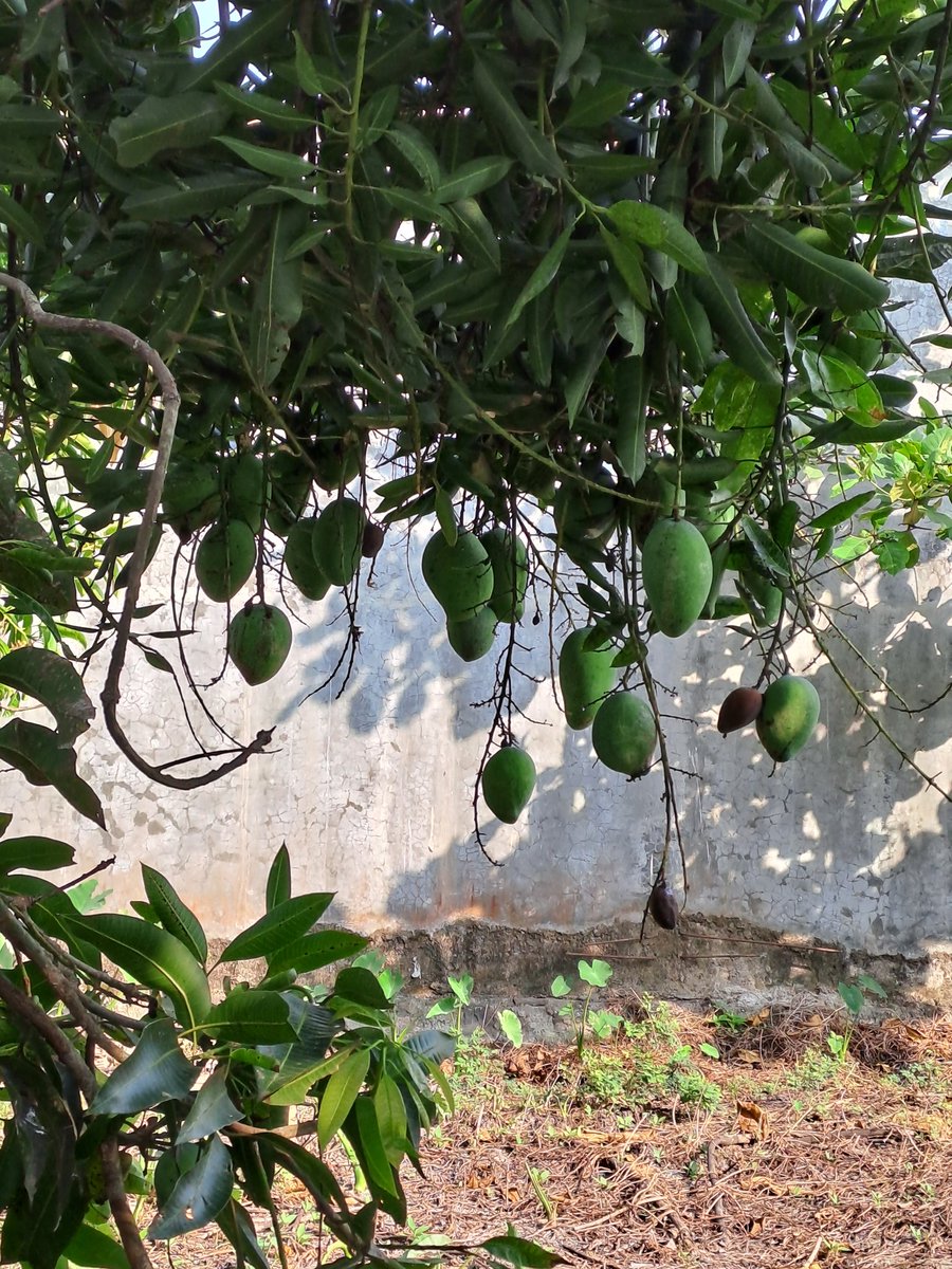 Selamat pagi !
Tanah yang disayang
Hasilkan Mangga yang matang
Rezeki pun datang
Perut kenyang