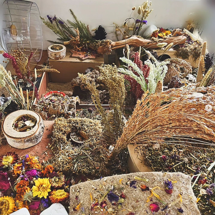 PurpleTinabeans's tweet image. Watching #Michtim on @GirlsRunWorlds and wondering about this proper #hamster care our lovely @MotherOCatz mentioned? This is my smallest enclosure for my lil Bart! &amp;lt;3 You can see more of my hamminess on my Instagram, TinasTinies.