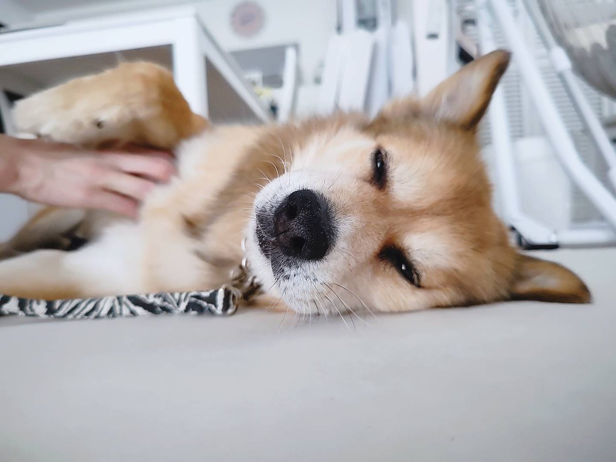 マズル尊すぎる🙏✨