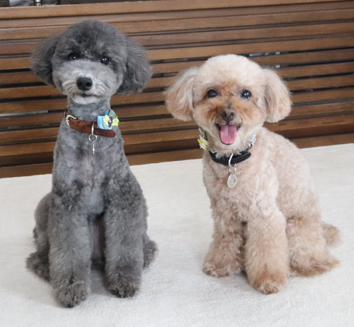 HALTODOI's tweet photo. 残暑見舞い申し上げます。  お盆休みでくつろいでいるの方も、 この時期お仕事の方も、 残暑厳しいおり、くれぐれもご自愛くださいませ。

#残暑 #犬 #トイプードル #トイプードル生活 https://t.co/4vls1jPF2F