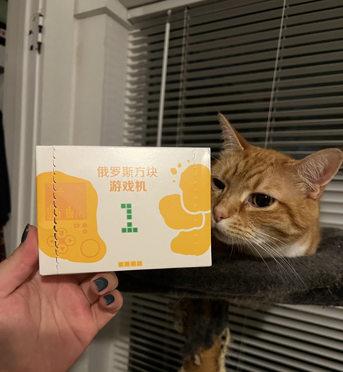 Nekomancer_eli tweet media