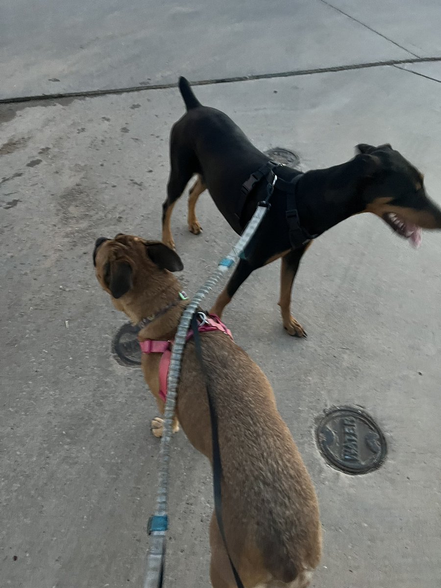 sean110423's tweet photo. Easy 35 minutes to close out the day, back to school tomorrow. Ran 3.62 miles with Nike Run Club #nrc #tuesdayrun #dogrunning #marathontraining #texasrunners https://t.co/PIDfM6fvWf
