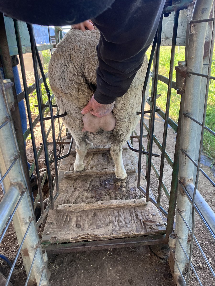 JB Tancred GRASS Merinos tweet media