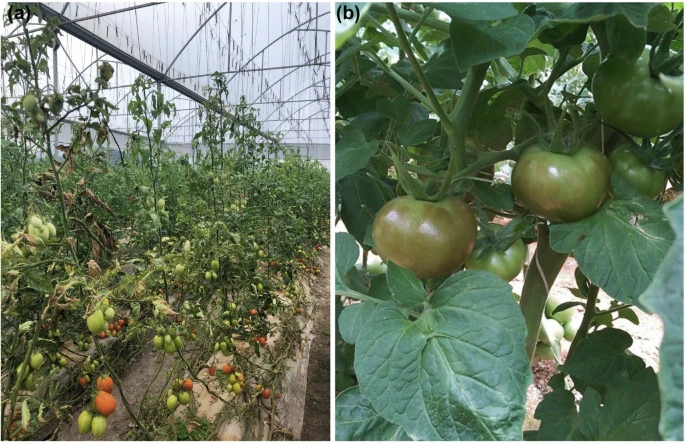 JGenPlantPathol's tweet photo. Open Access Review🍅: "Tobamoviruses: old and new threats to tomato cultivation" by Ishibashi K, Kubota K, Kano A, and Ishikawa M 
HTML:
https://t.co/9CgSnFmDFo
PDF: https://t.co/dRcVj673d8
#tobamovirus #tomato #TMV #ToMV #ToBRFV #TOM1 https://t.co/yo6AfE1tcy