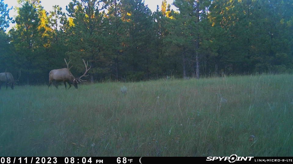 The boys have been gone for awhile but starting to show their faces again!!!  #spypoint #teamspypoint #whyispypoint #spypointflex #spypointtrailcameras #whitetailbuck #velvetbuck #hunting #bowhunting #archeryhunting #elkhunting #montana #montanawild #huntmontana