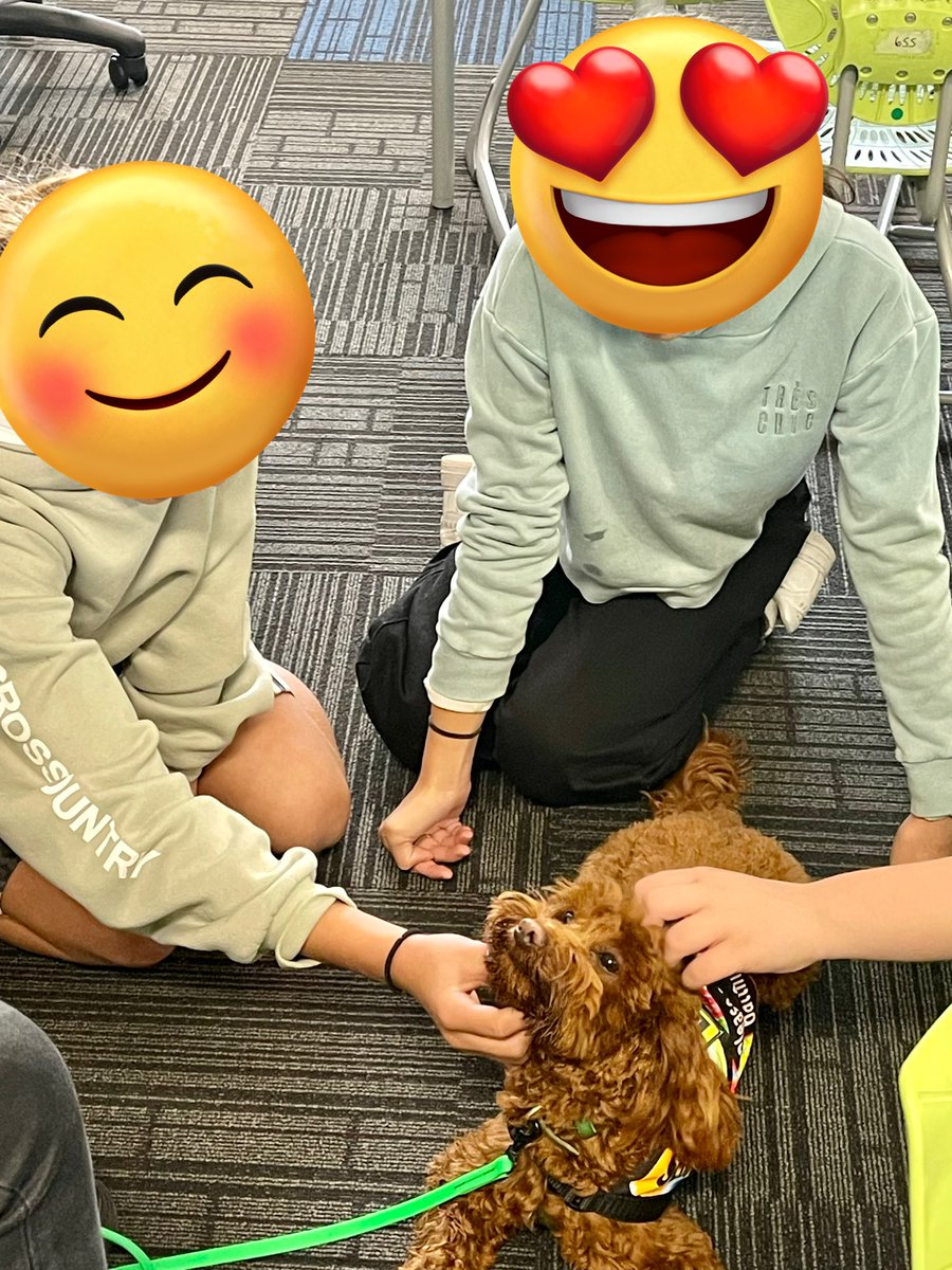 Ohhhh Mr Wasabi, you’ve done it again! He is simply melting hearts classroom by classroom. The grin on his face says it all 💕🐕‍🦺 #Wasabi #schooldogintraining #schooldog #dogsofeducation #lovewhatwedo #learner