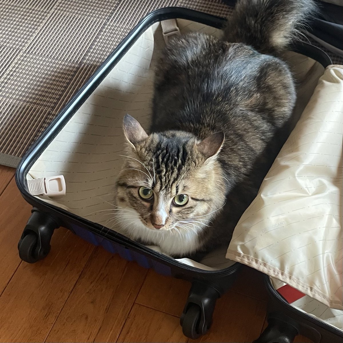 どこ行くにゃ？