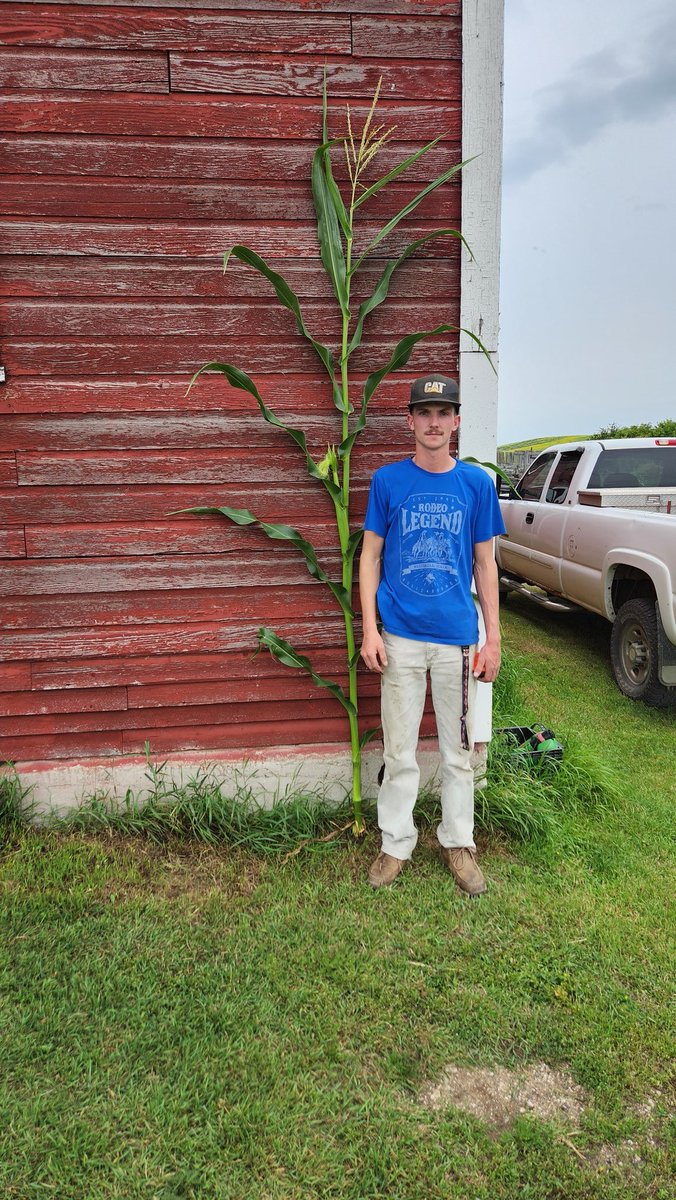 9'5" tasseling, need some rain .