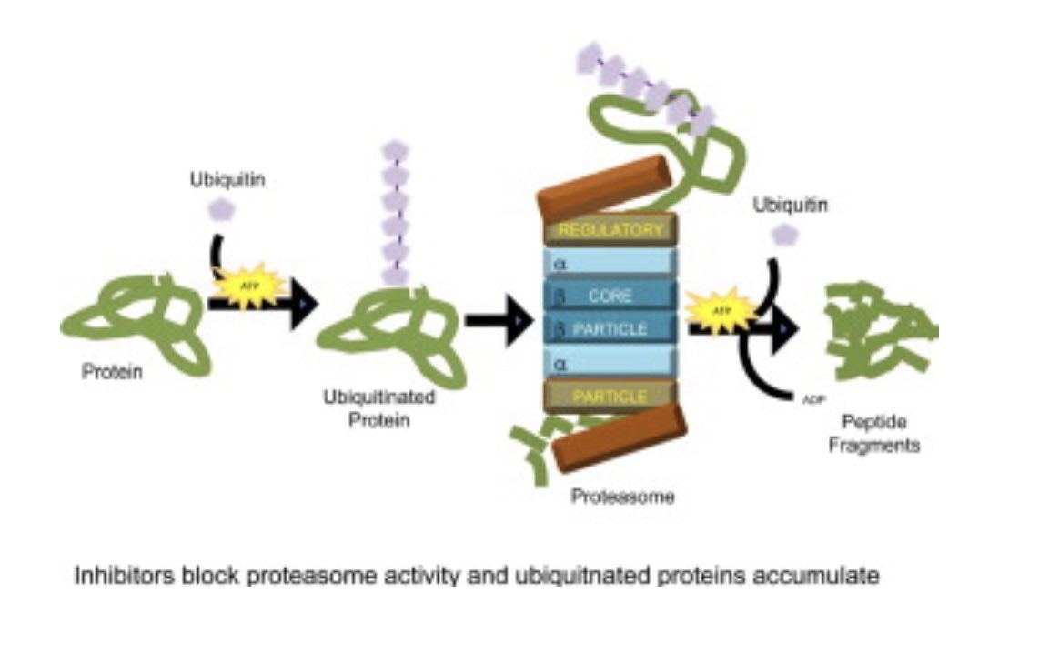 Proteasome inhibitors increase risk of HF, Gr 3 ischemic heart disease,arrhythmias & AF
MOA: impairment of activation of NF-κB which affects angiogenesis & survival of cardiac myocytes, w protein accumulation & mitochondrial dysfunction affecting contractility #mmsm #USMIRC