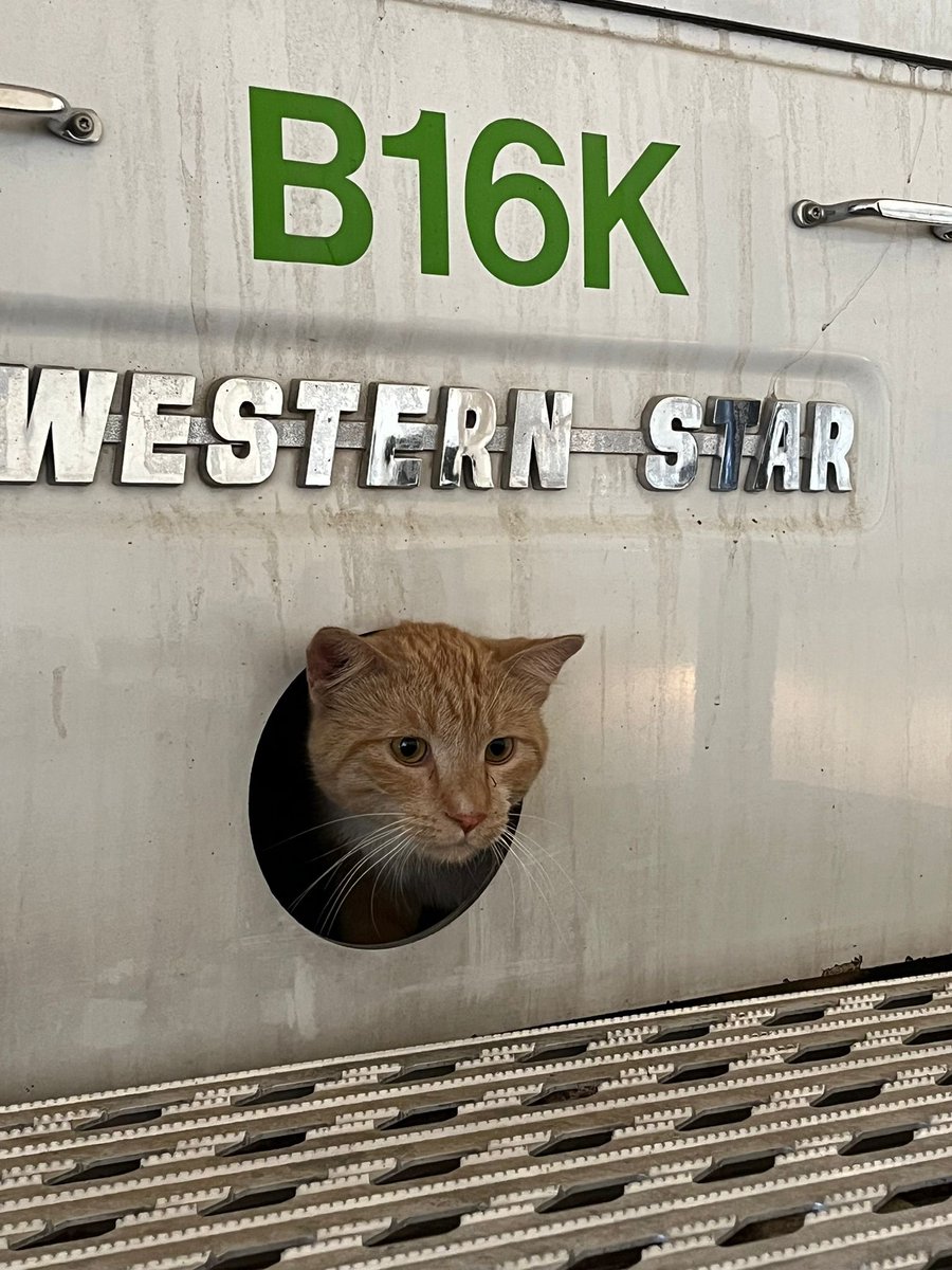 Leighton Kolk tweet media