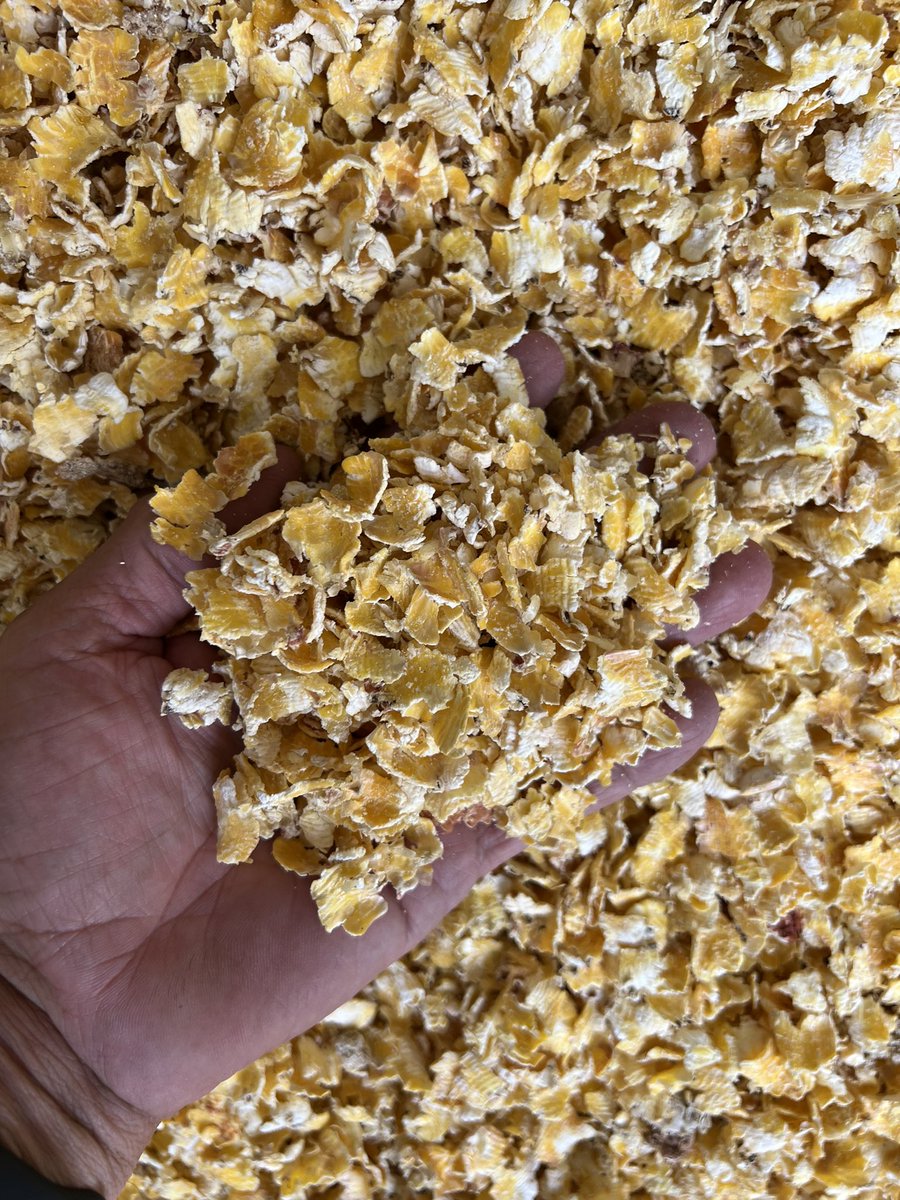 Leighton Kolk tweet media